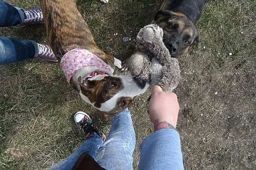 Dora, 10 miesięczna, niekonfliktowa, psi ideał! Am