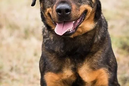 Ursus – pies w typie rottweilera do adopcji!, Świdnica