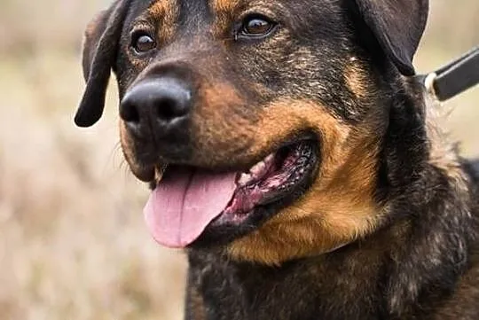 Ursus – pies w typie rottweilera do adopcji!, Świdnica