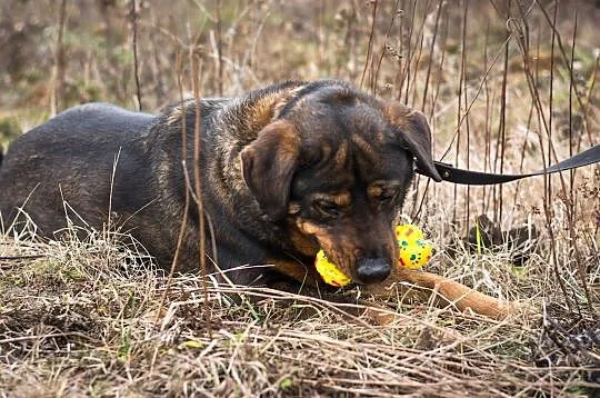 Ursus – pies w typie rottweilera do adopcji!, Świdnica