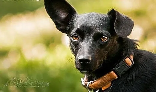 ZETKA – młoda, mini sunia do ADOPCJI...