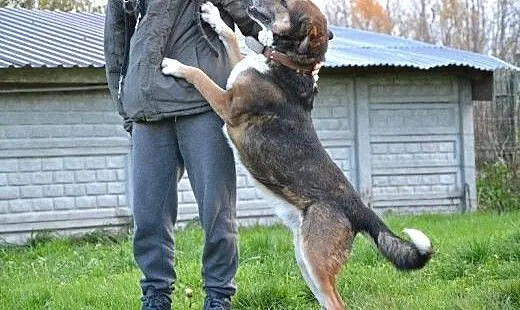 Maks - jego opiekunowie trafili do domu opieki - 7 letni psiak do ADOPCJI, dolnośląskie Wrocław,