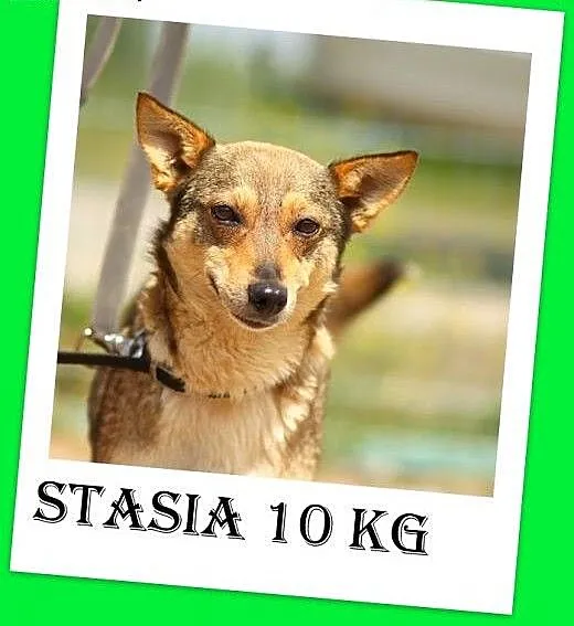 10kg,wilczasta,łagodna,przyjazna,delikatna suczka