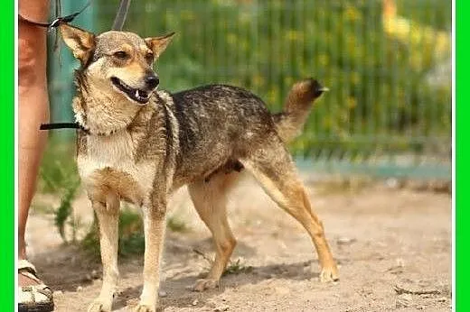 10kg,wilczasta,łagodna,przyjazna,delikatna suczka 