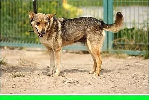 10kg,wilczasta,łagodna,przyjazna,delikatna suczka 