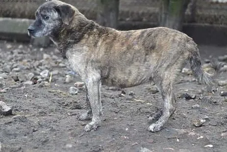 Bardzo grzeczny, kochajacy człowieka Bakuś, nieprz