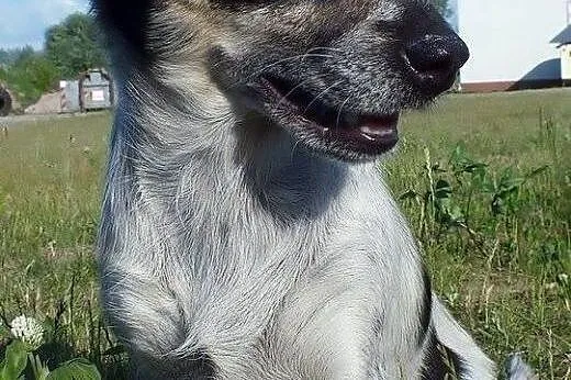 Niewielka ufna FRASZKA szuka kochających ludzi na 