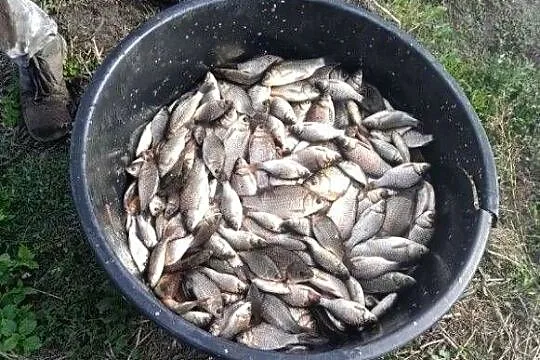 Sprzedam karasia srebrzystego, Lubelskie, Wólka Pukarzowska