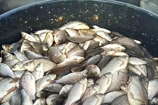 Sprzedam karasia srebrzystego, Lubelskie, Wólka Pukarzowska