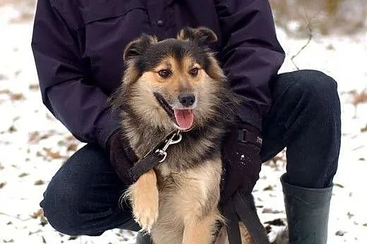 Kalmo do adopcji -ma czas do końca marca,  Kundelk