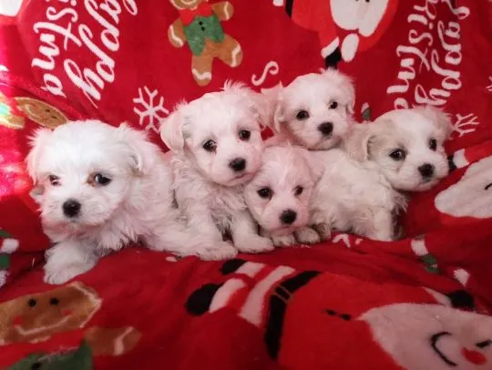 Maltańczyki do adopcji Urocze, białe maltańczyki. do adopcji e-mail: {{monikabroza829@gmail.com}}