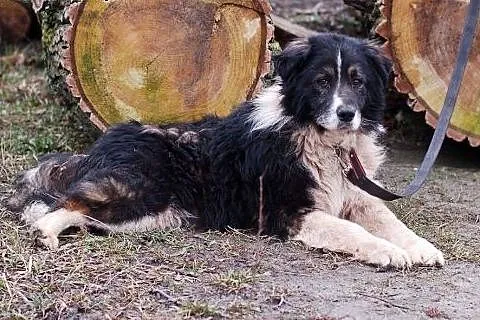 Horacy bardzo pilnie szuka domu ,  pomorskie Gdańs