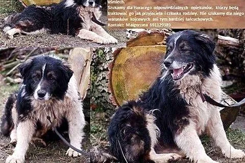 Horacy bardzo pilnie szuka domu ,  pomorskie Gdańs