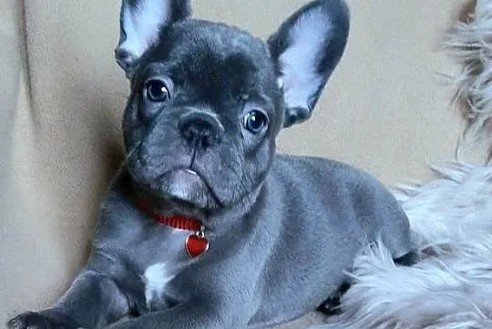 Buldog francuski sunia