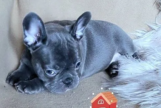 Buldog francuski sunia, Łódzkie, Pabianice