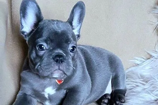 Buldog francuski sunia, Łódzkie, Pabianice