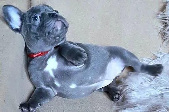Buldog francuski sunia, Łódzkie, Pabianice