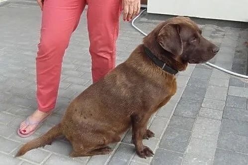 Pershing - słodki czekoladowy labek, grozi mu schr
