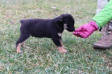 Borys, 12 tygodniowy MALUCH, wesoły szczeniak adop