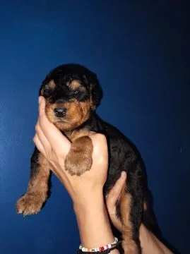Wysokiej jakości szczenięta Airedale terrier gotowe do sprzedaży