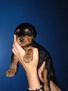Wysokiej jakości szczenięta Airedale terrier gotowe do sprzedaży