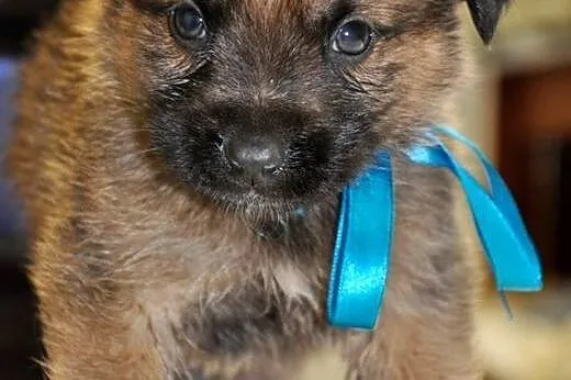 7 tyg. Monte Christo- sam wdzięk i urok, jak prawd