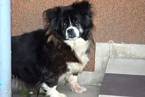 KTO POMOŻE GUFIEMU, PORZUCONY STARSZY PIESEK SZUKA