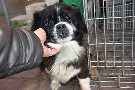 KTO POMOŻE GUFIEMU, PORZUCONY STARSZY PIESEK SZUKA