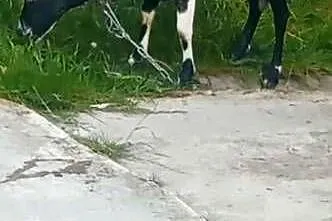 Sprzedam koze