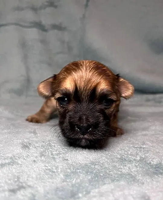 Yorkshire Terrier, Ocean Pearl, Piesek, Dolnośląskie, Wrocław