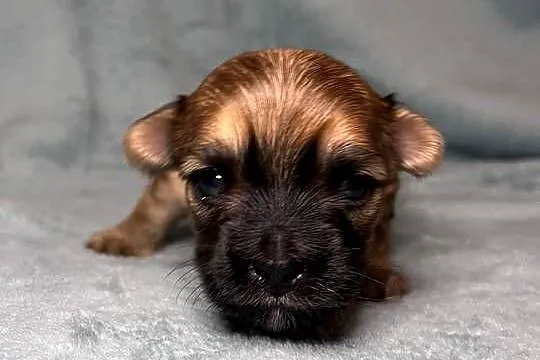 Yorkshire Terrier, Ocean Pearl, Piesek, Dolnośląskie, Wrocław