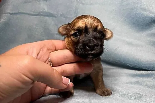Yorkshire Terrier, Ocean Pearl, Piesek, Dolnośląskie, Wrocław