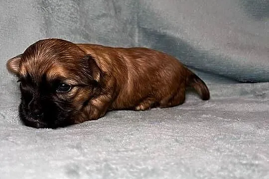 Yorkshire Terrier, Ocean Pearl, Piesek, Dolnośląskie, Wrocław