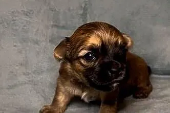 Yorkshire Terrier, Ocean Pearl, Piesek, Dolnośląskie, Wrocław