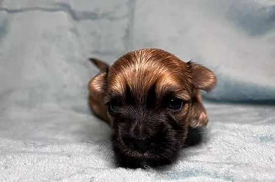 Yorkshire Terrier, Ocean Pearl, Piesek, Dolnośląskie, Wrocław