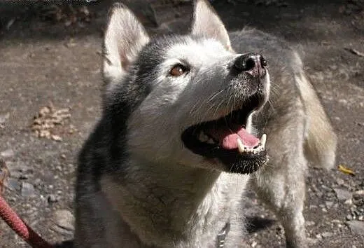 DEMON- wesoły i aktywny husky szuka domu, śląskie