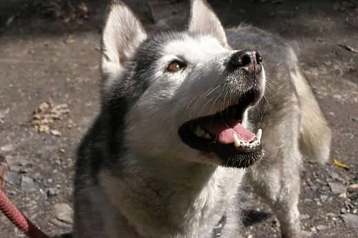 DEMON- wesoły i aktywny husky szuka domu, śląskie Sosnowiec