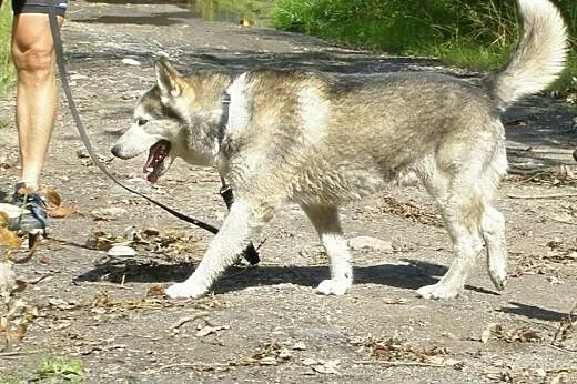 DEMON- wesoły i aktywny husky szuka domu,  śląskie
