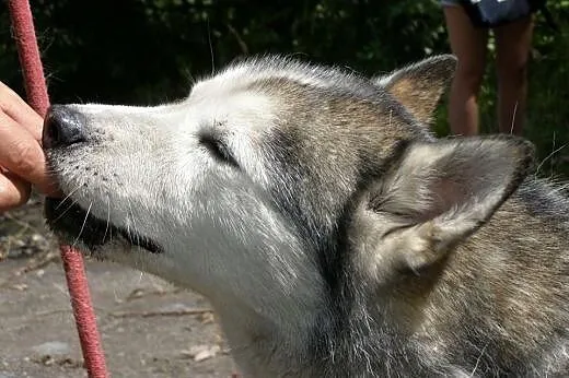 DEMON- wesoły i aktywny husky szuka domu,  śląskie