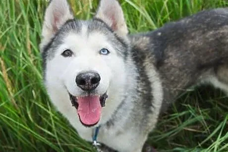 DEMON- wesoły i aktywny husky szuka domu,  śląskie