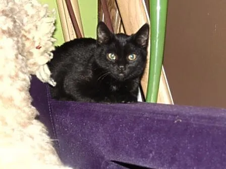 Dwie 3 miesięczne kotki: Cleo i Rubi szukają domów