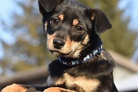 Walentynka 4miesięczny szczeniak do adopcji.,  małopolskie Kraków
