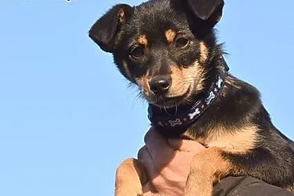 Walentynka 4miesięczny szczeniak do adopcji.,  mał