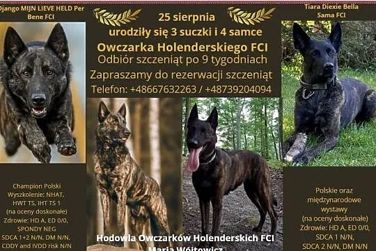 Owczarek Holenderski FCI szczeniaki, Pomorskie, Rumia