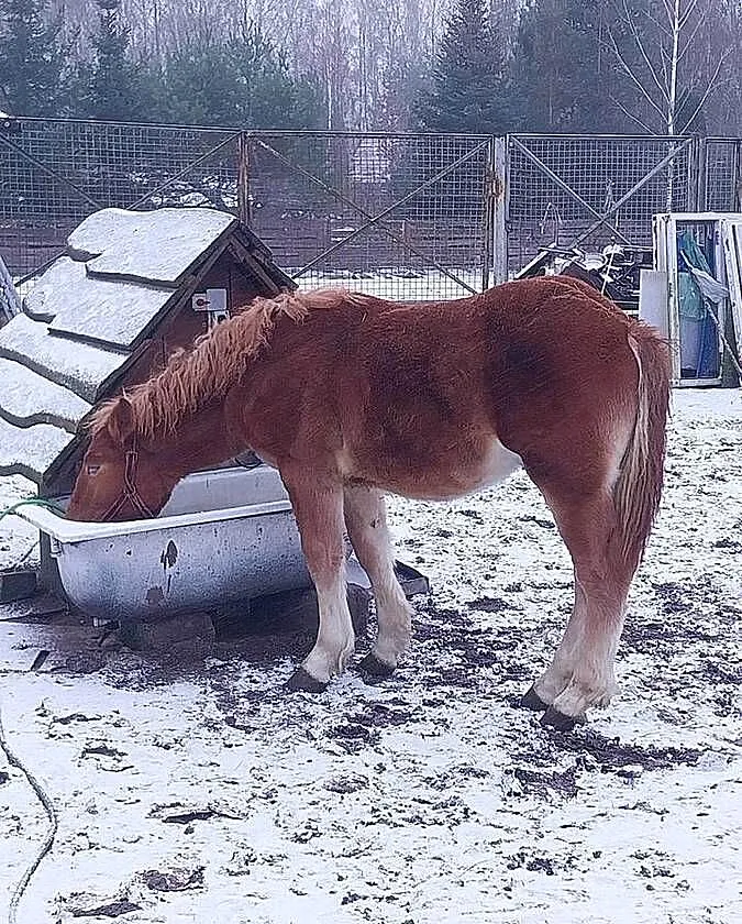 Zrebak 9 miesiecy, Mazowieckie, Jadów