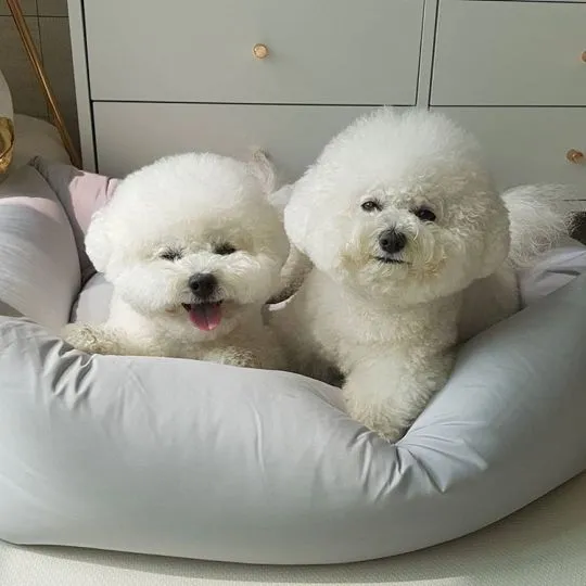 Szczeniak rasy bichon frise, zaszczepiony i uwielbiający zabawę., Wielkopolskie, Poznań