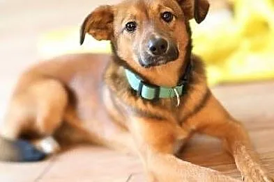 ROMEK - 7 miesięczny, uroczy szczeniak do adopcji,