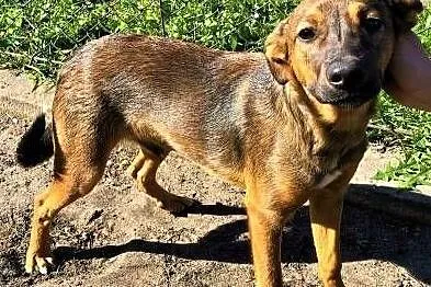 ROMEK - 7 miesięczny, uroczy szczeniak do adopcji,, Łódzkie, Łódź