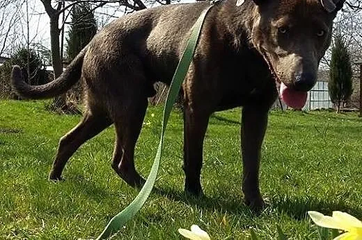 Nero-psiak pełen wigoru czeka na dom,  dolnośląski