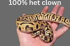 Pyton Królewski Pastel Leopard Het Clown samiczka
